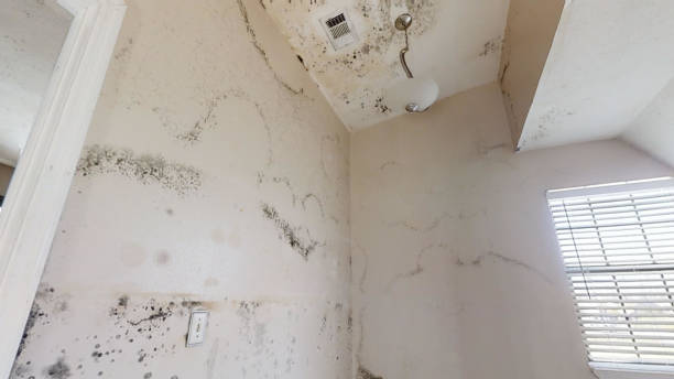 Best Crawl Space Mold Remediation  in Starbuck, MN