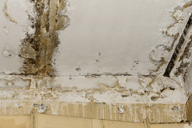 Best Black Mold Removal  in Starbuck, MN