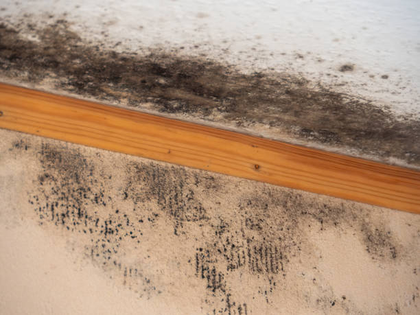 Best Mold-Related Health Consultation  in Starbuck, MN