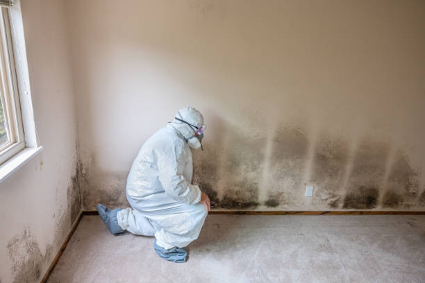 Best Forensic Mold Investigation  in Starbuck, MN