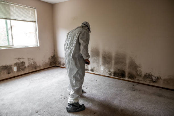 Best Mold Removal for HVAC Installations  in Starbuck, MN