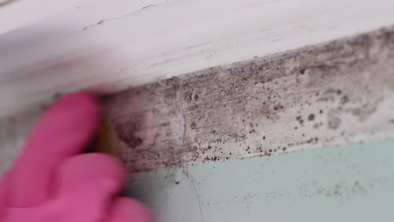 Reliable Starbuck, MN Mold Removal Solutions